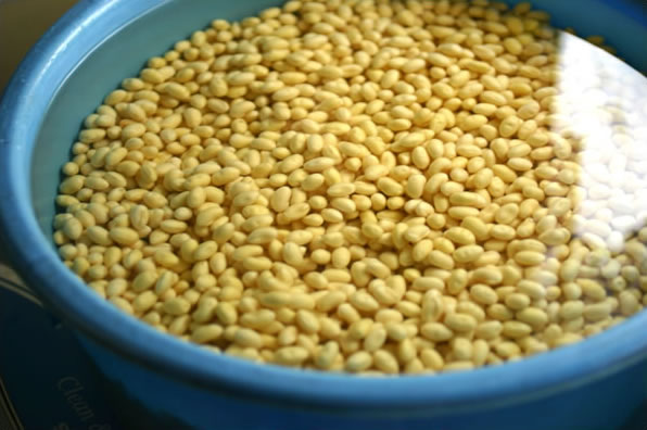 洗った大豆をタライに入れ、水を張って漬けてるところ